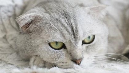 乐鱼app-雄鹿主场火力全开再取一胜，雄鹿主场优势